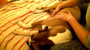 Pets also enjoy a massage